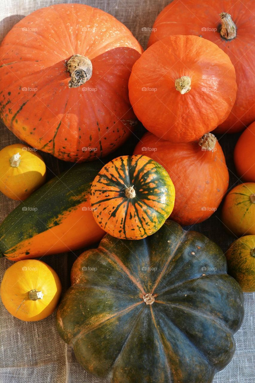 pumpkins round beautiful texture colour