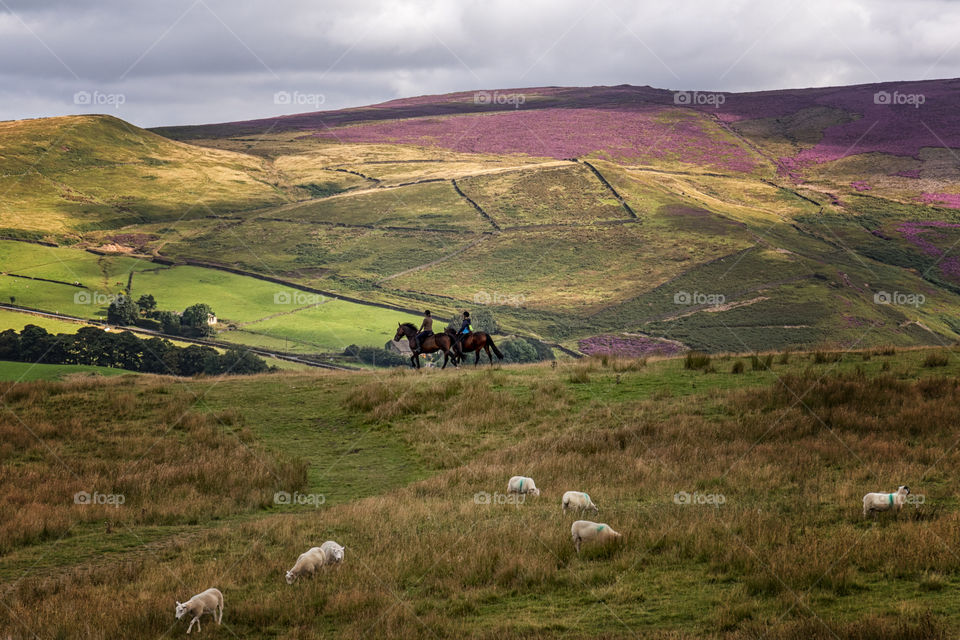 Horse riding on rolling landscape