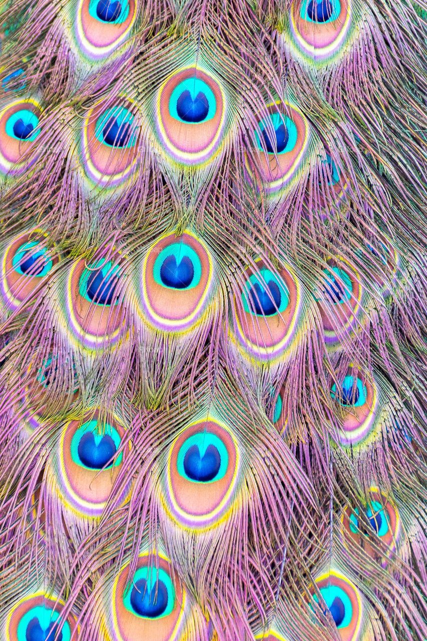 Closeup image of peafowl tail feathers.