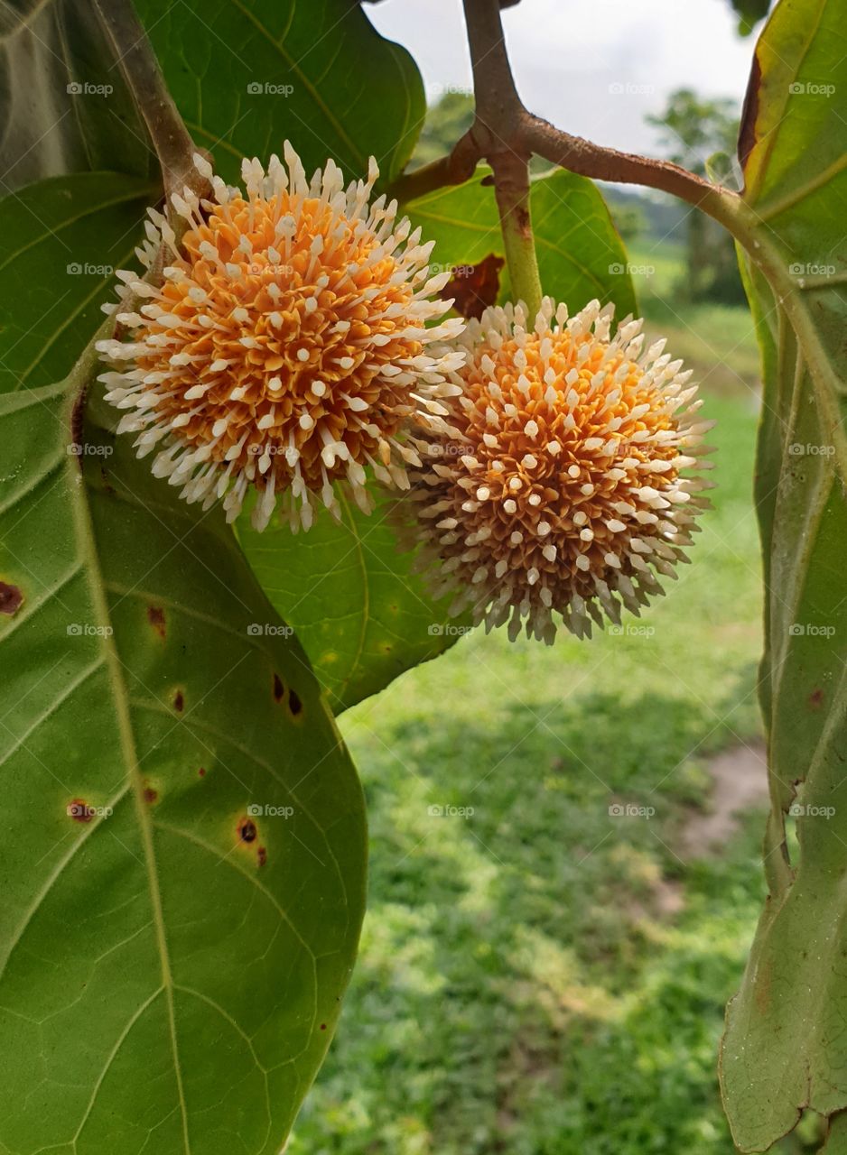 a beautiful flower in Sri lanka, nemed BAKMEE💮