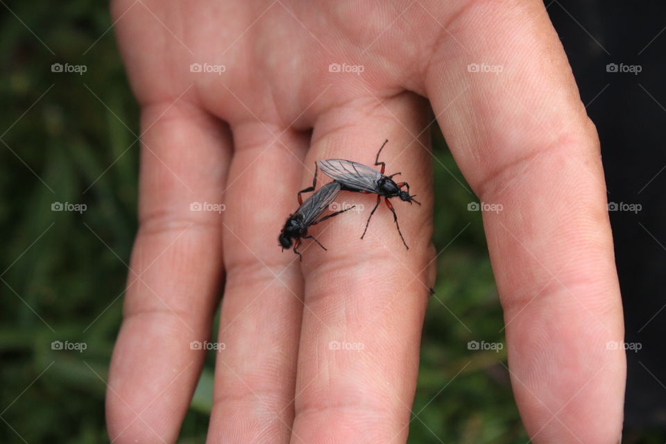 འབུ་གྲོགས་མ།