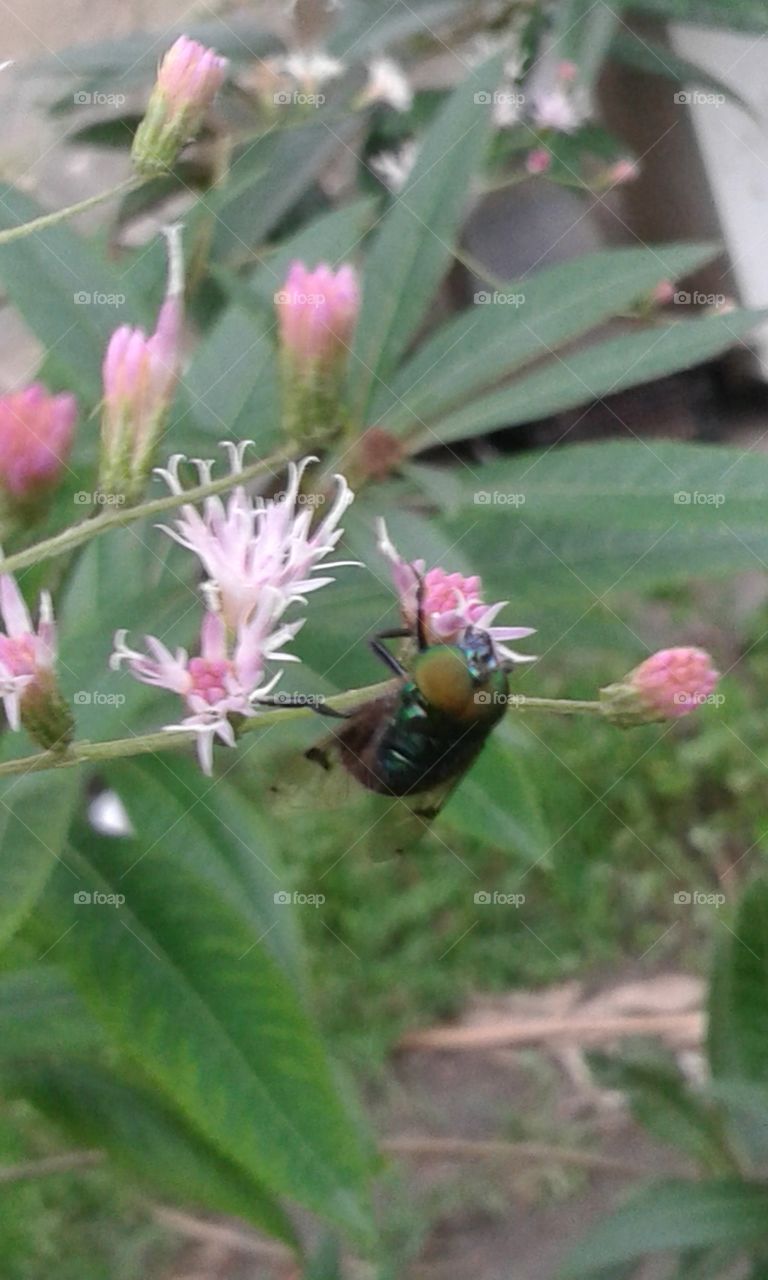 Nature, Insect, Flora, Leaf, Flower