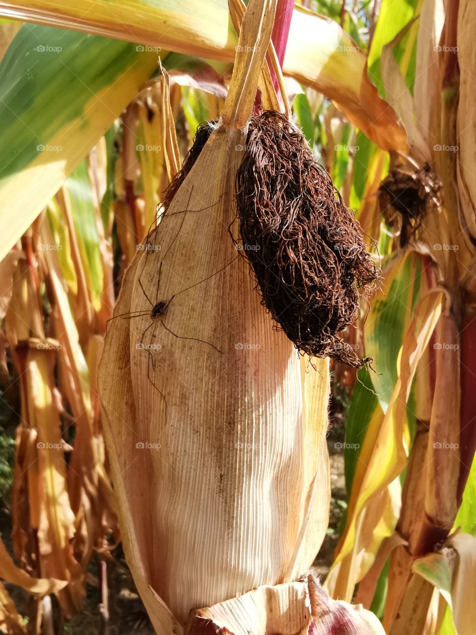 Spider on the corncob
