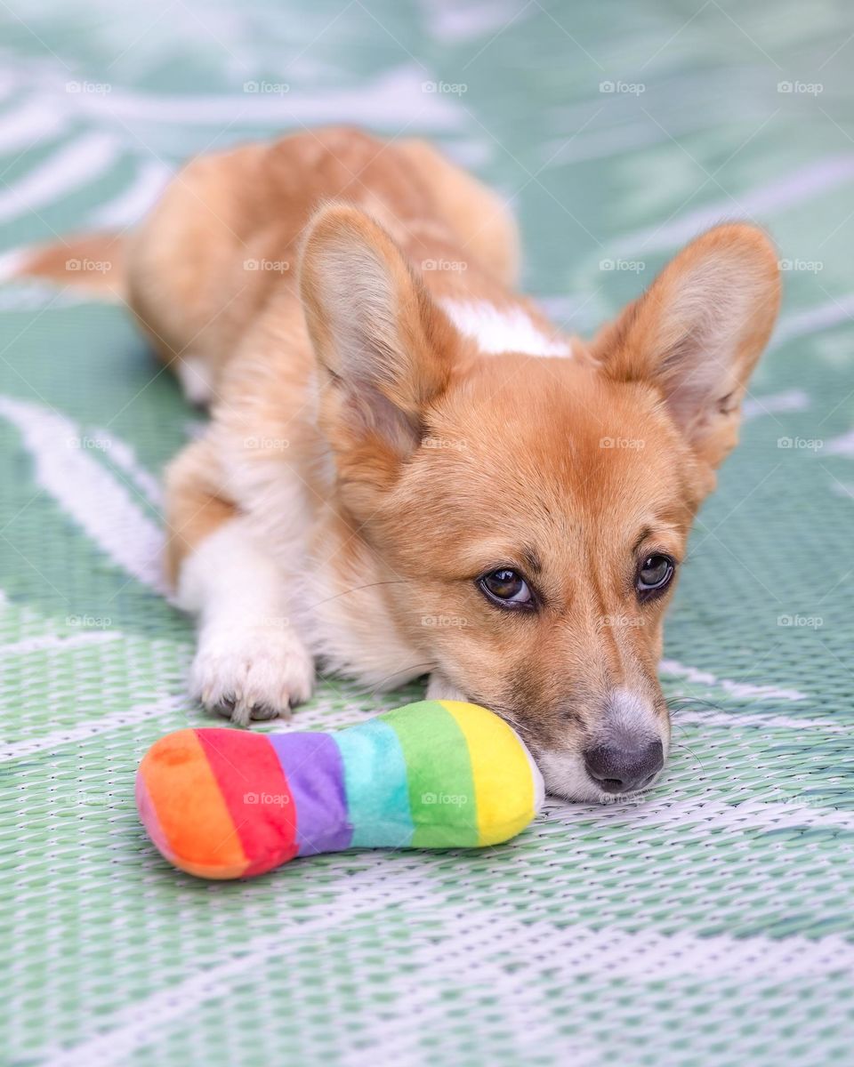 Puppy corgi lying outside on a greet mat with a rainbow dog toy 