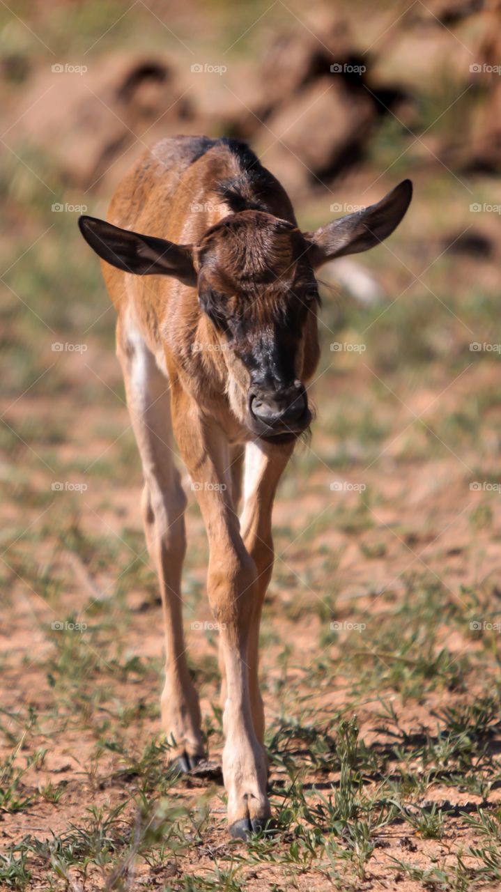 Baby Wildebeest discovers her new legs! 