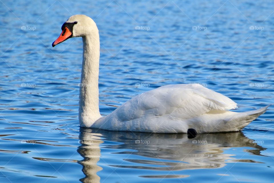 Swan