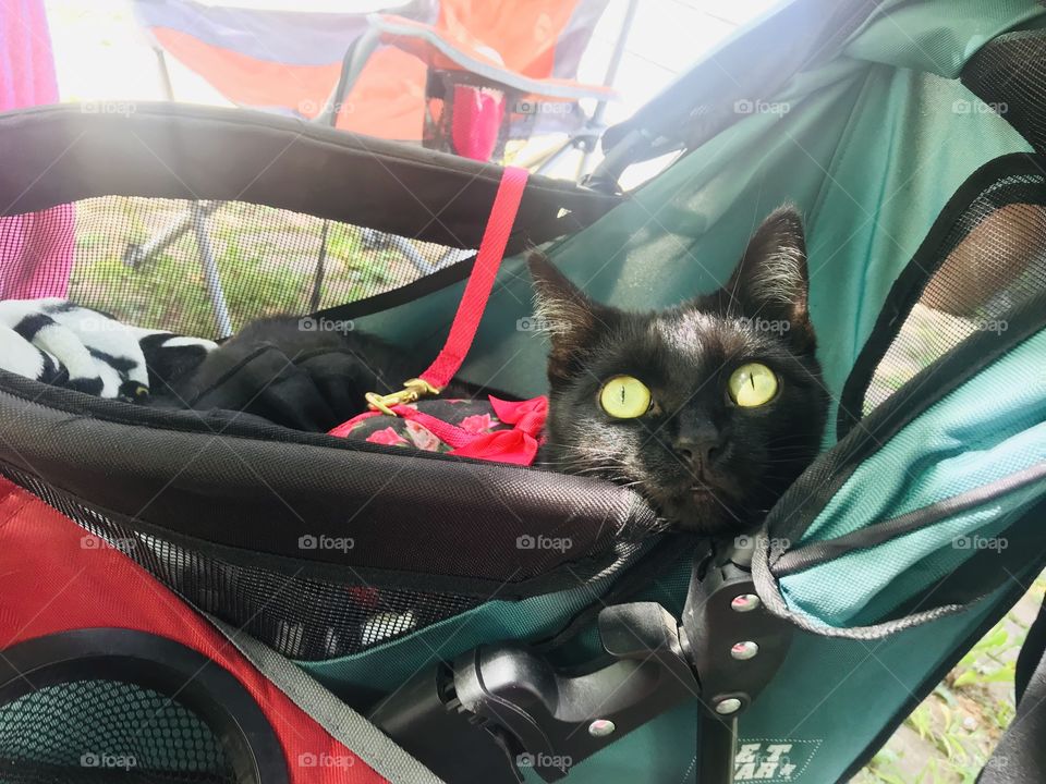 Darling black kitty cat relaxing in her stroller on a beautiful sunny afternoon in the shade! 
