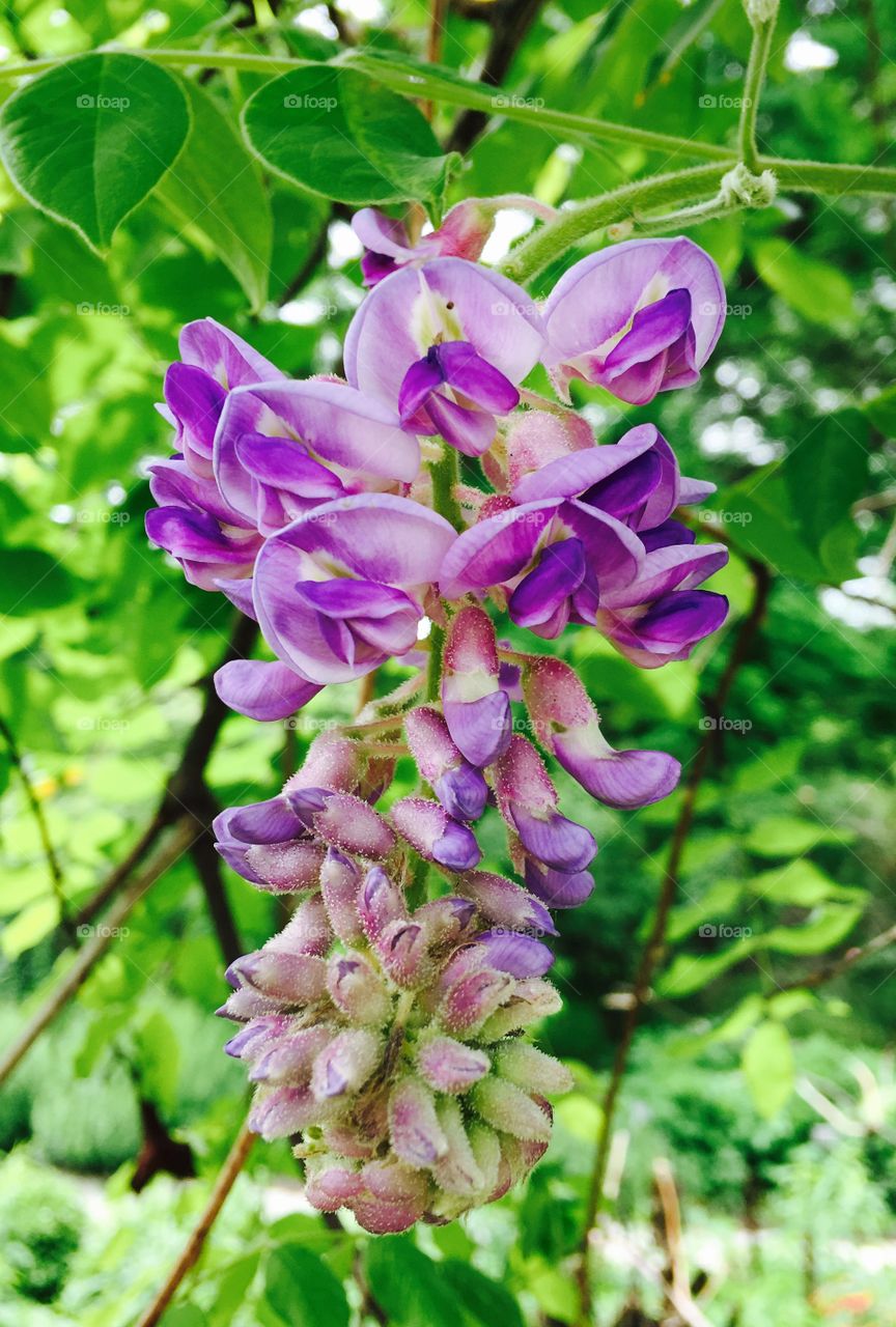 Wisteria