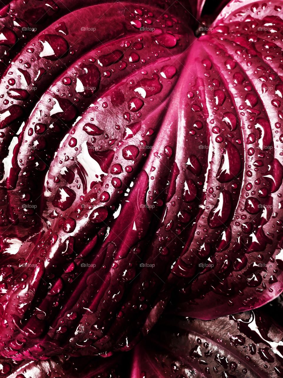 Viva magenta wet leaves 