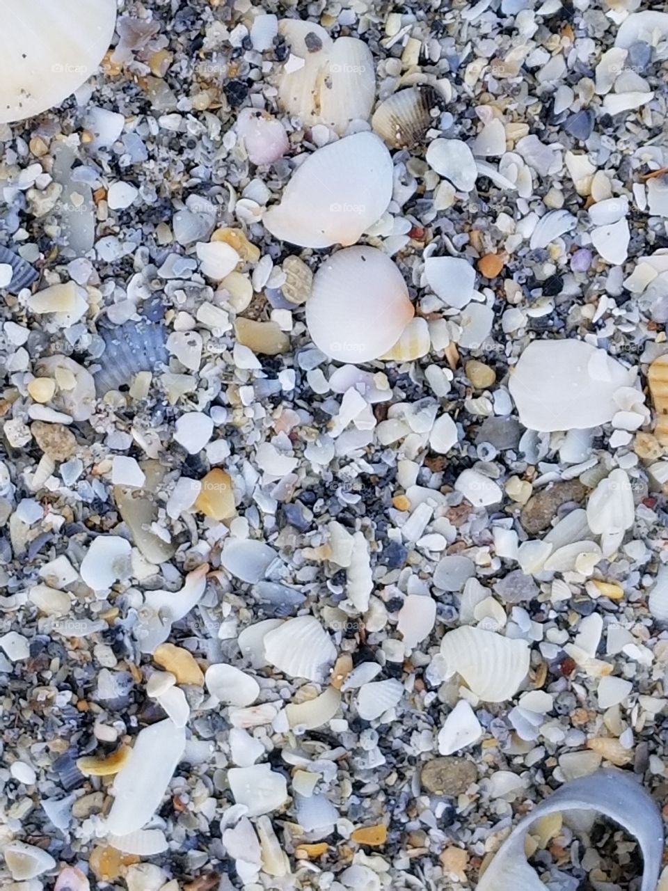 pebbles and shells