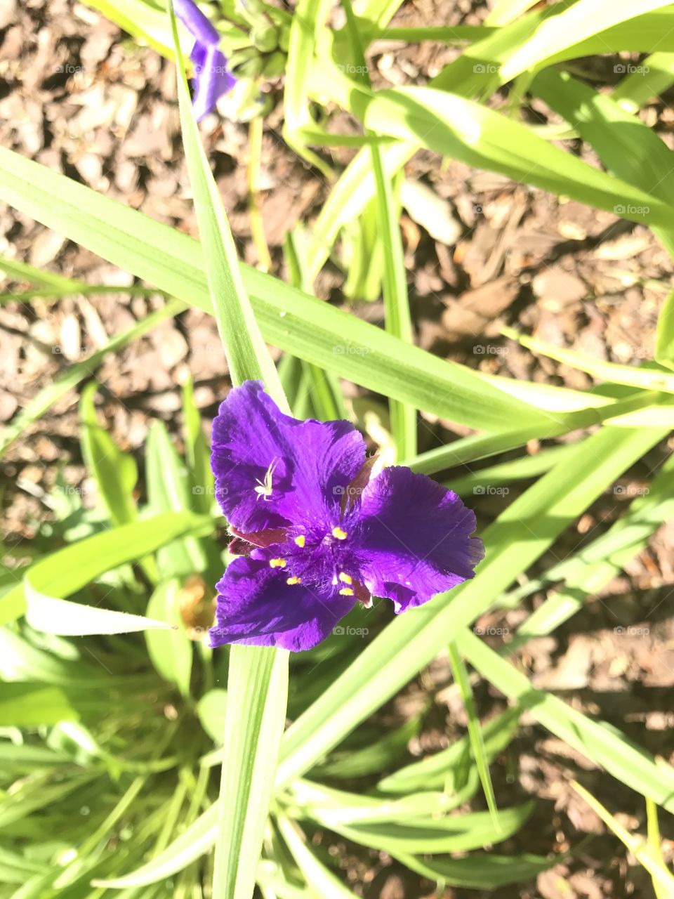 Garden flowers 