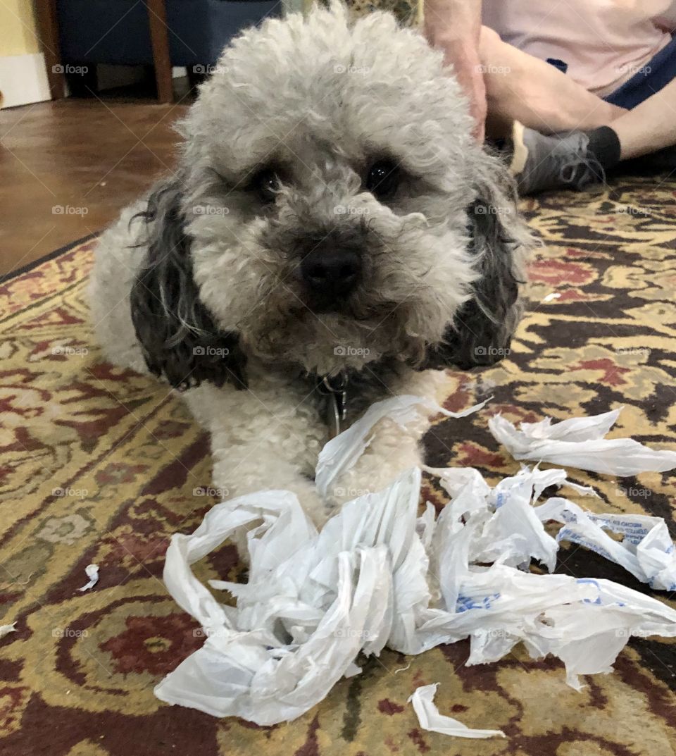 Poodle and Plastic