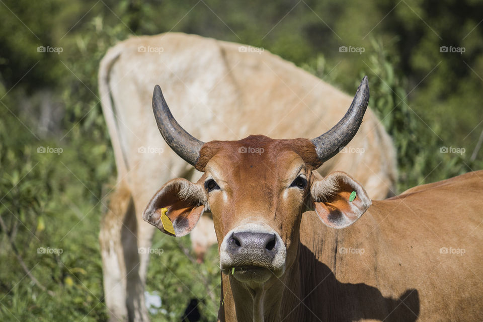 Close up of a bull