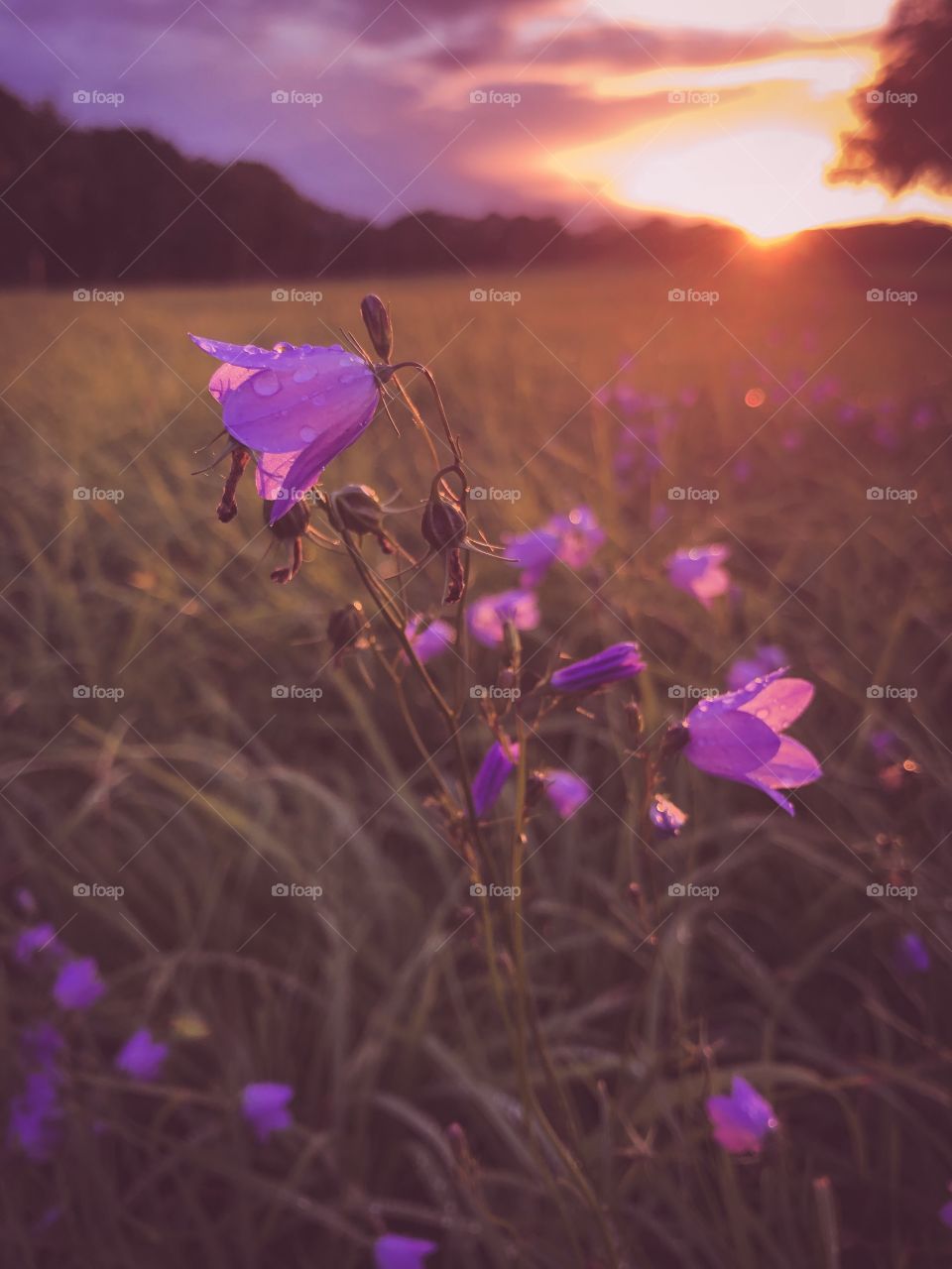 Pink Field flowers  on Sunset light 