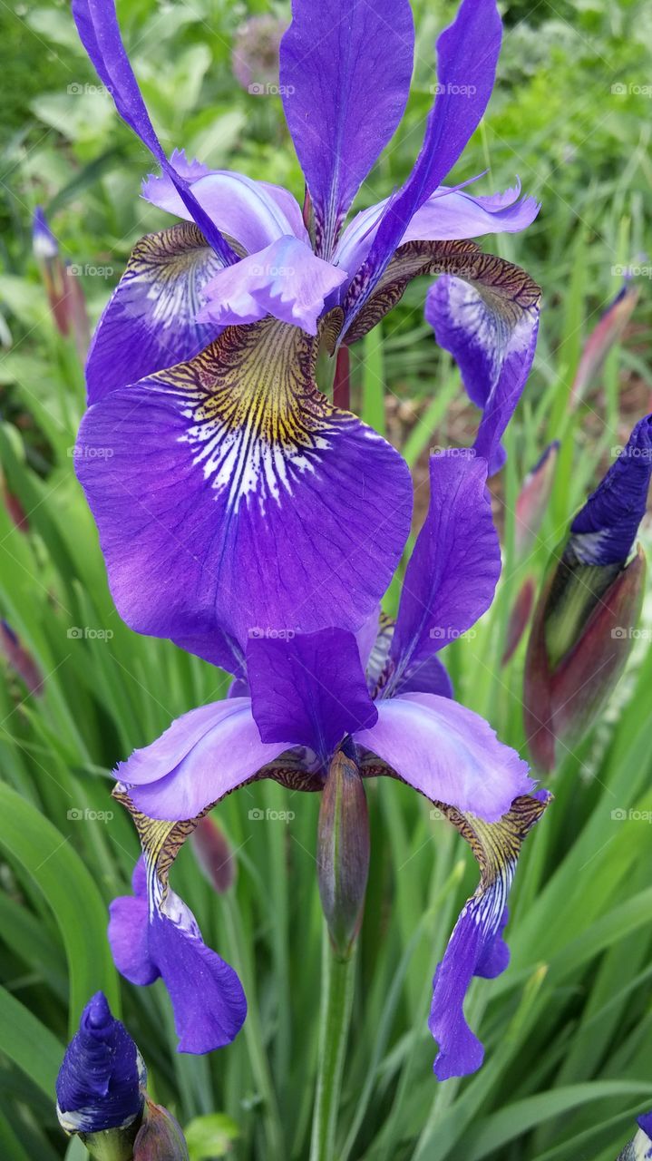 Purple flowers blooming in garden