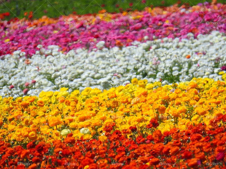 Carlsbad Flower fields