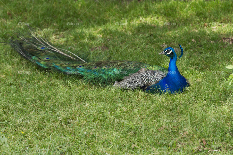 Beautiful peacock.