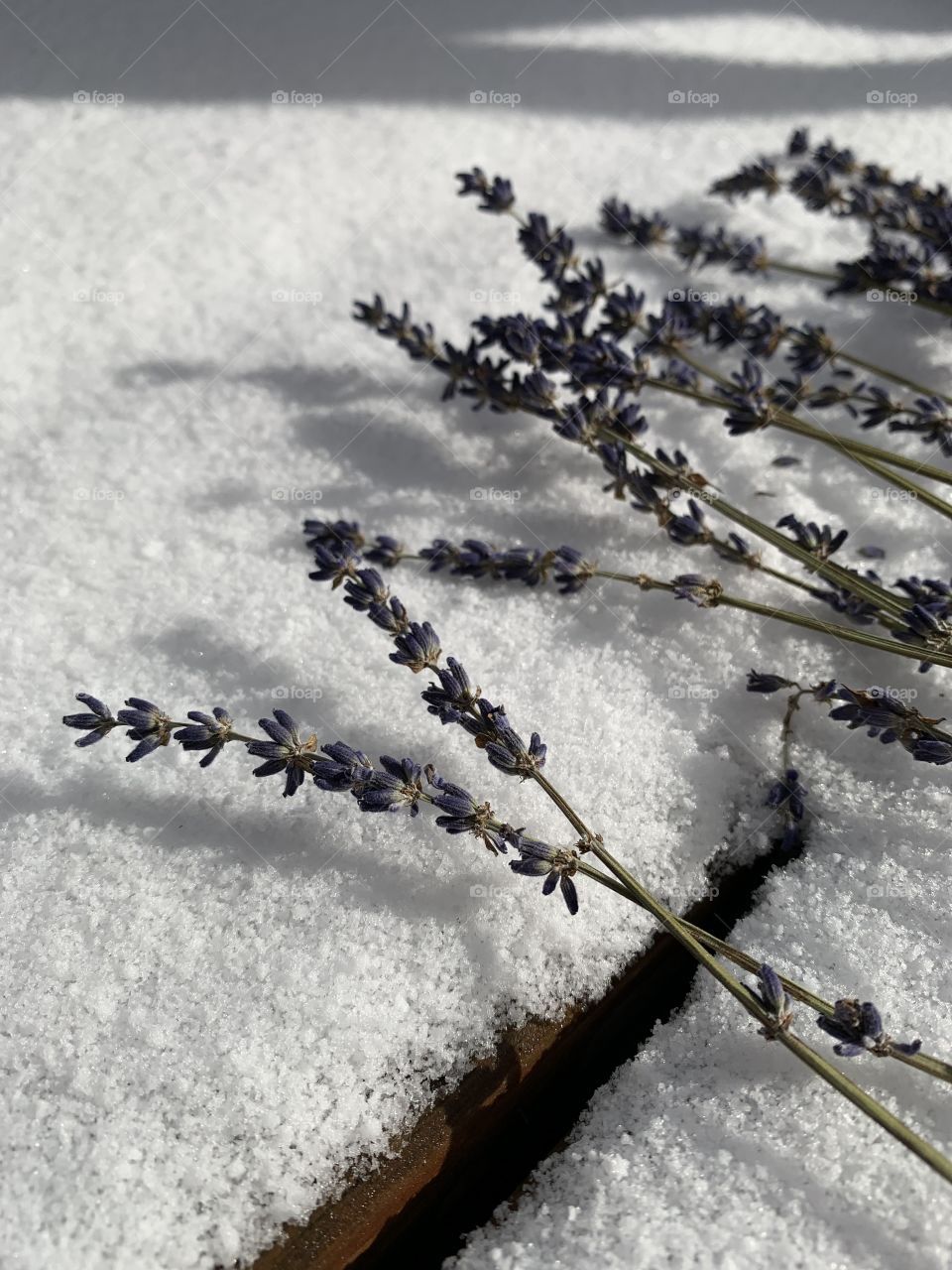 Dried lavender flowers against the fresh-fallen snow. It’s late November in the Midwest. 