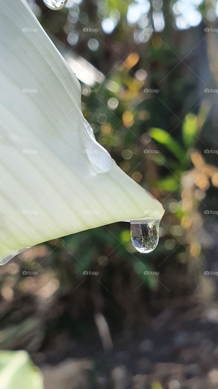 droplet