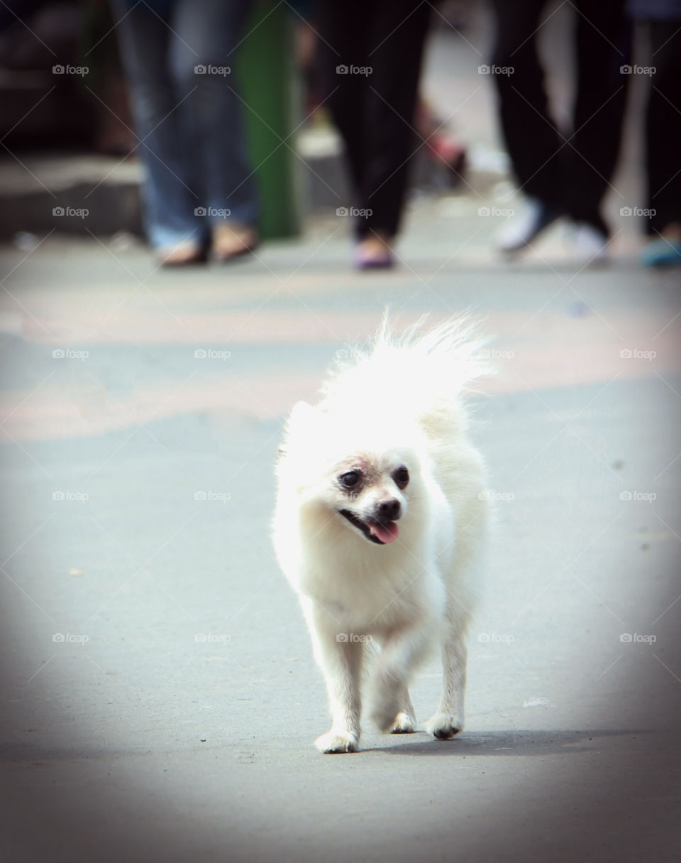 dogy. dog alone in a city