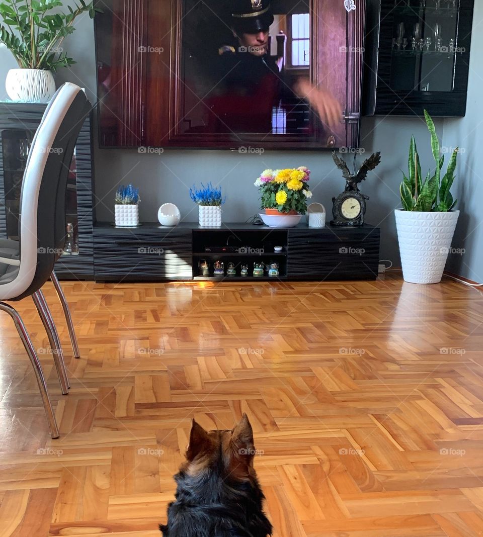 Dog watch movie