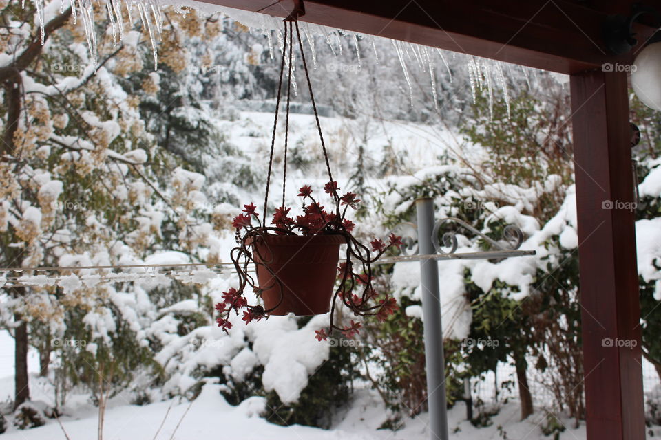 winter pensile vase