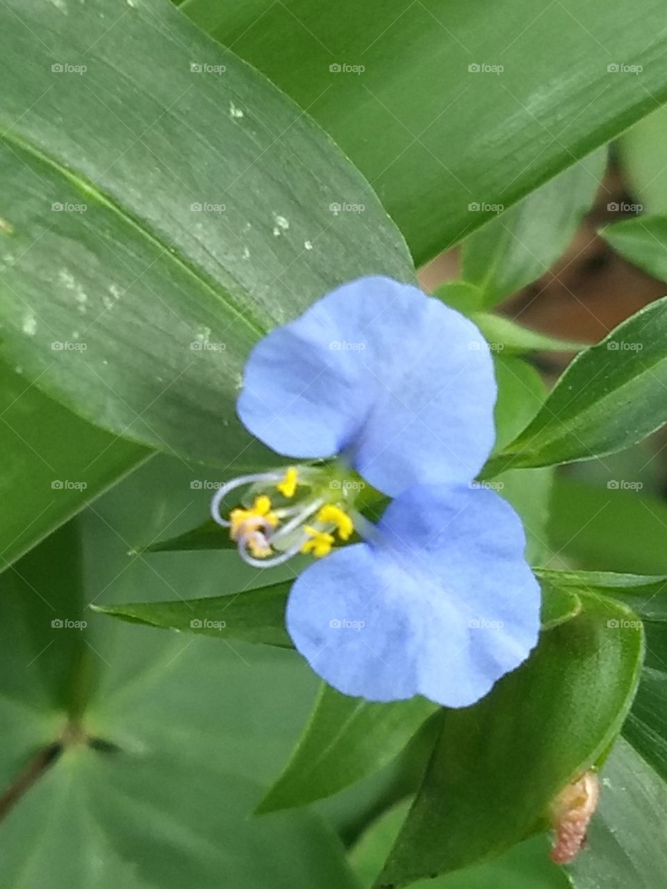 The BLUE Flower