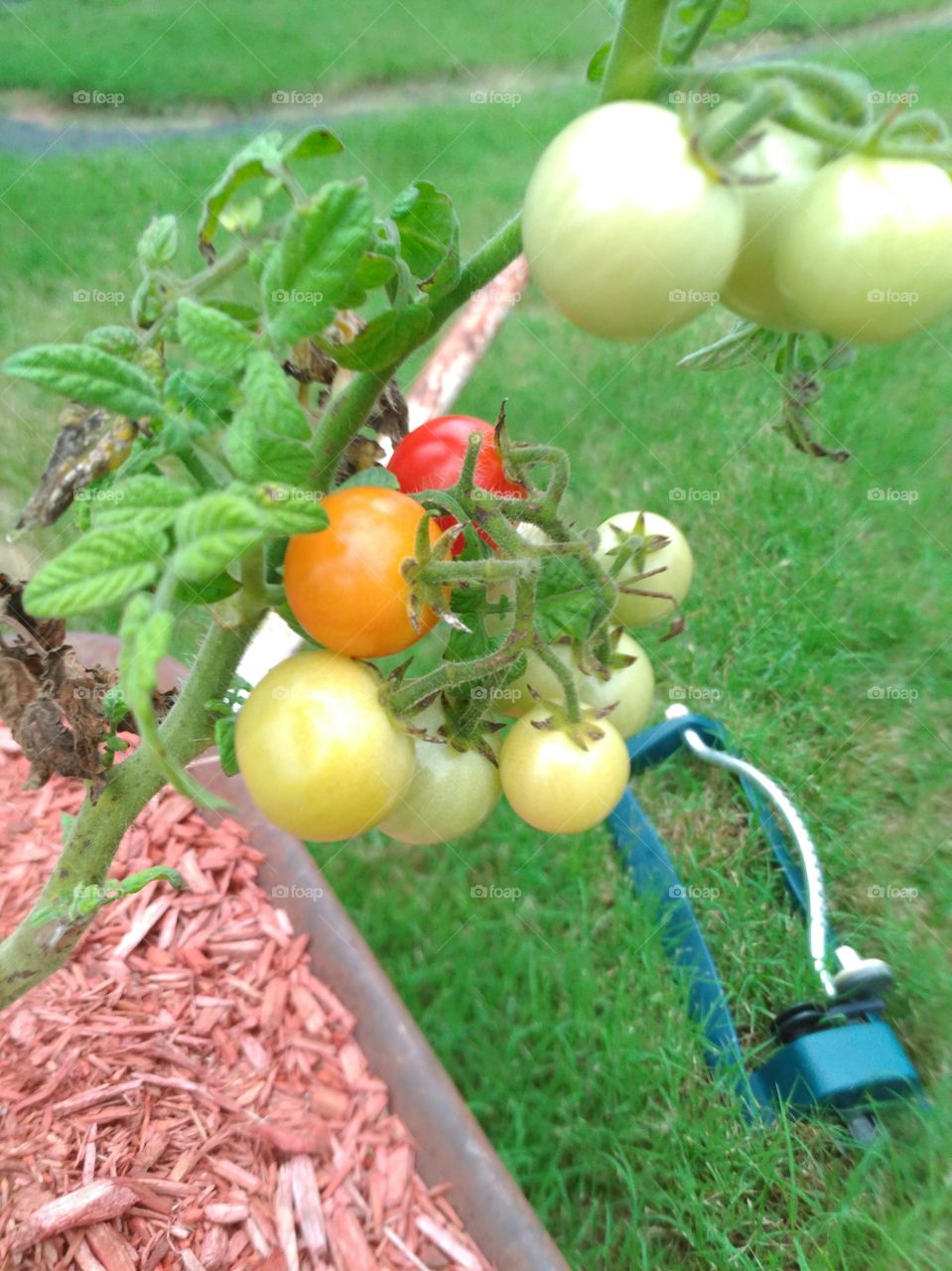 tomatoes