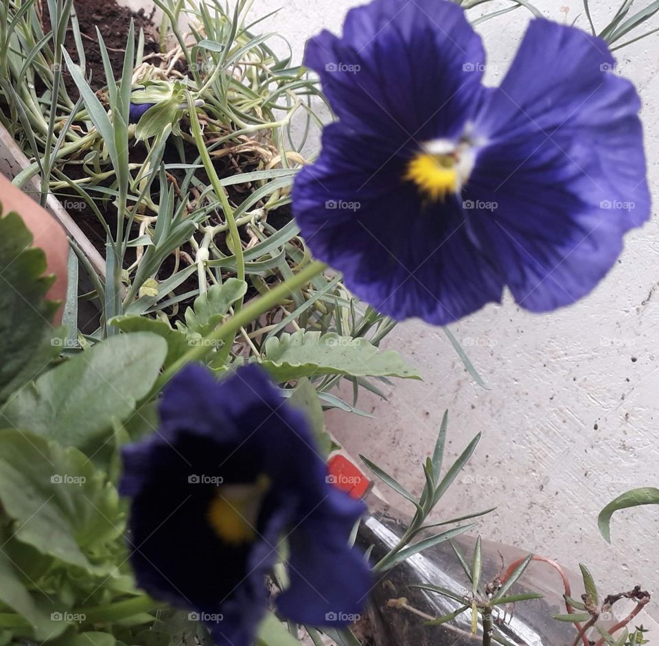 Variados tipos de flores, cada qual com sua beleza única