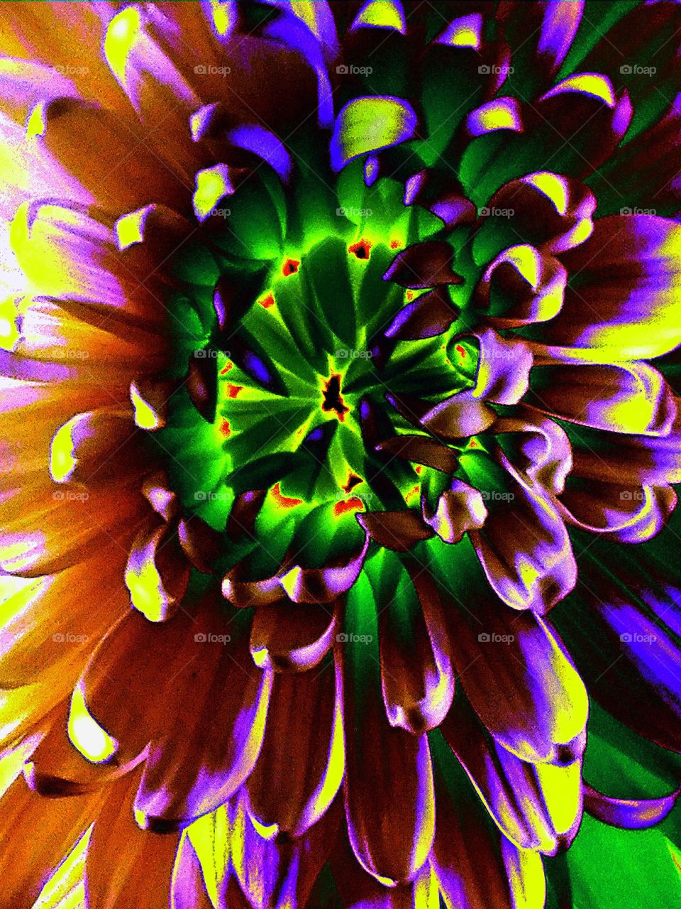 Full frame of colorful flower