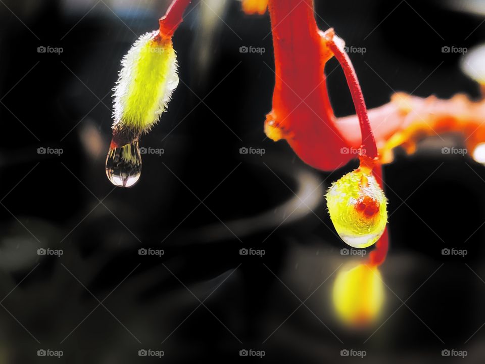 water in leaf