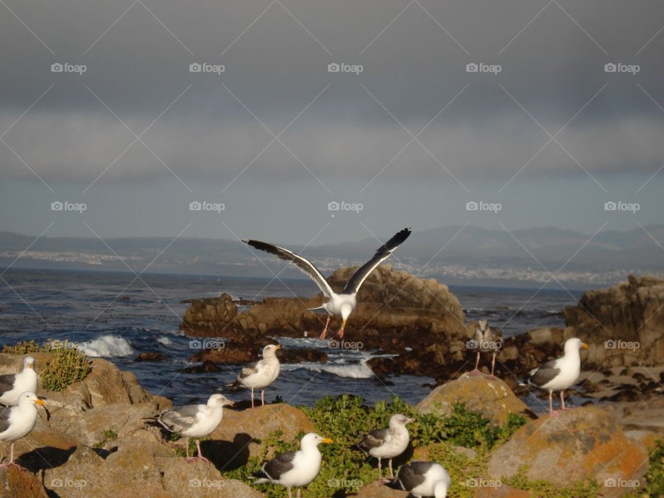 Seagulls in flight on California coast