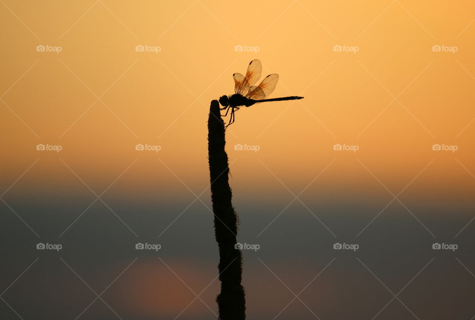 Dragonfly Silhouette 