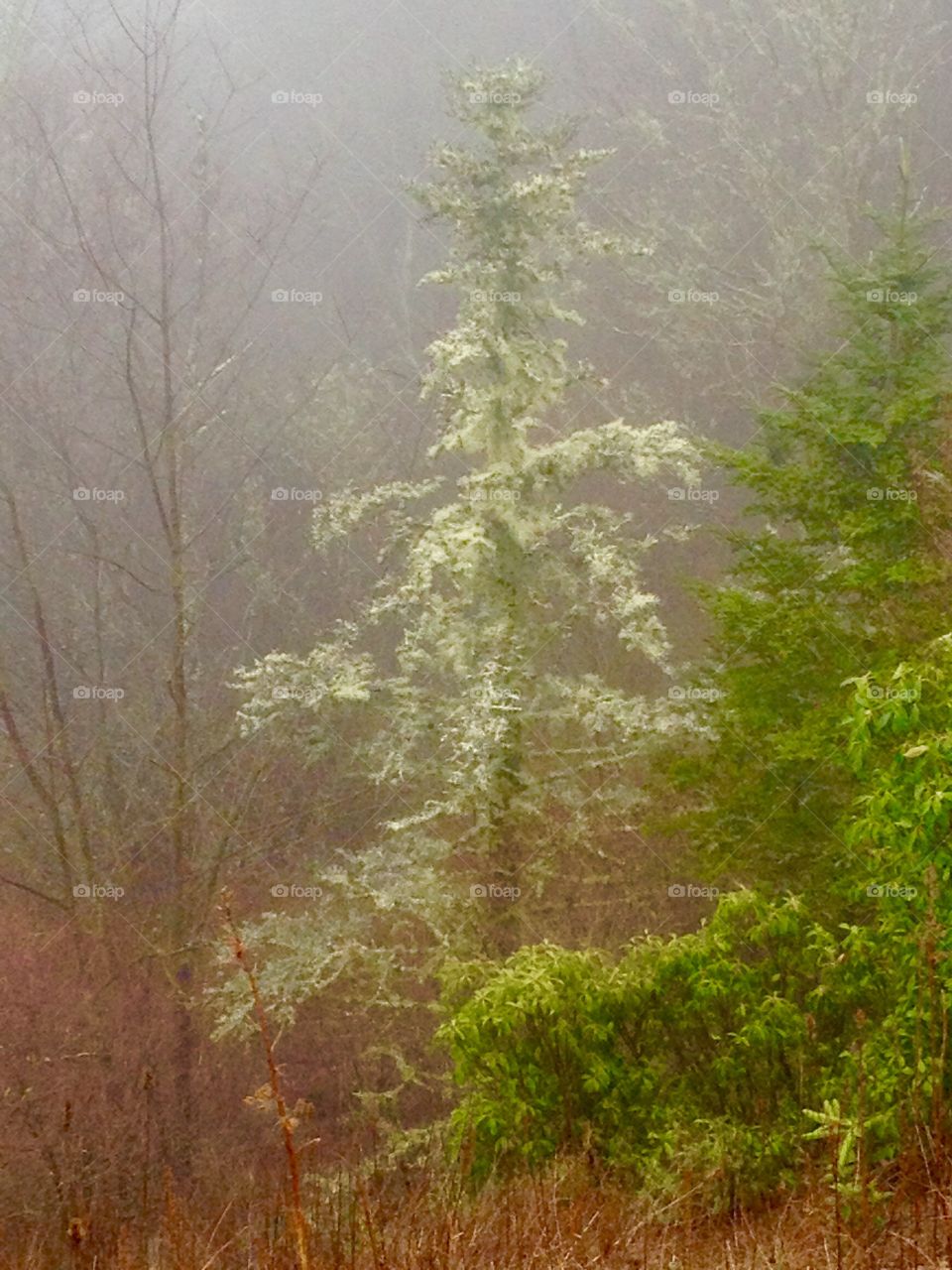 Ghost Tree. Blue Ridge Parkway