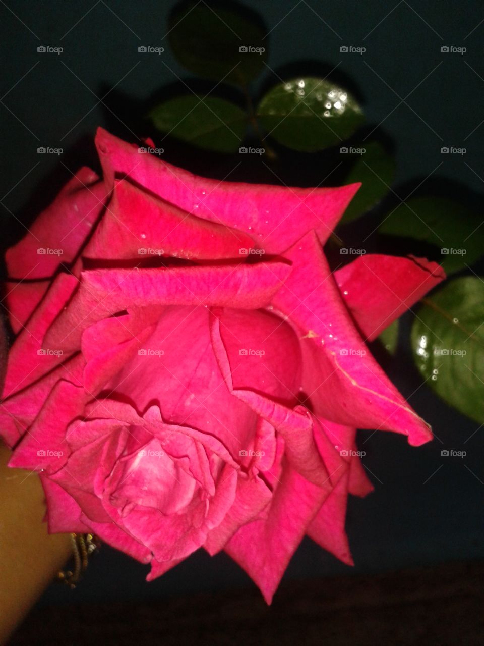 flower rose red fre