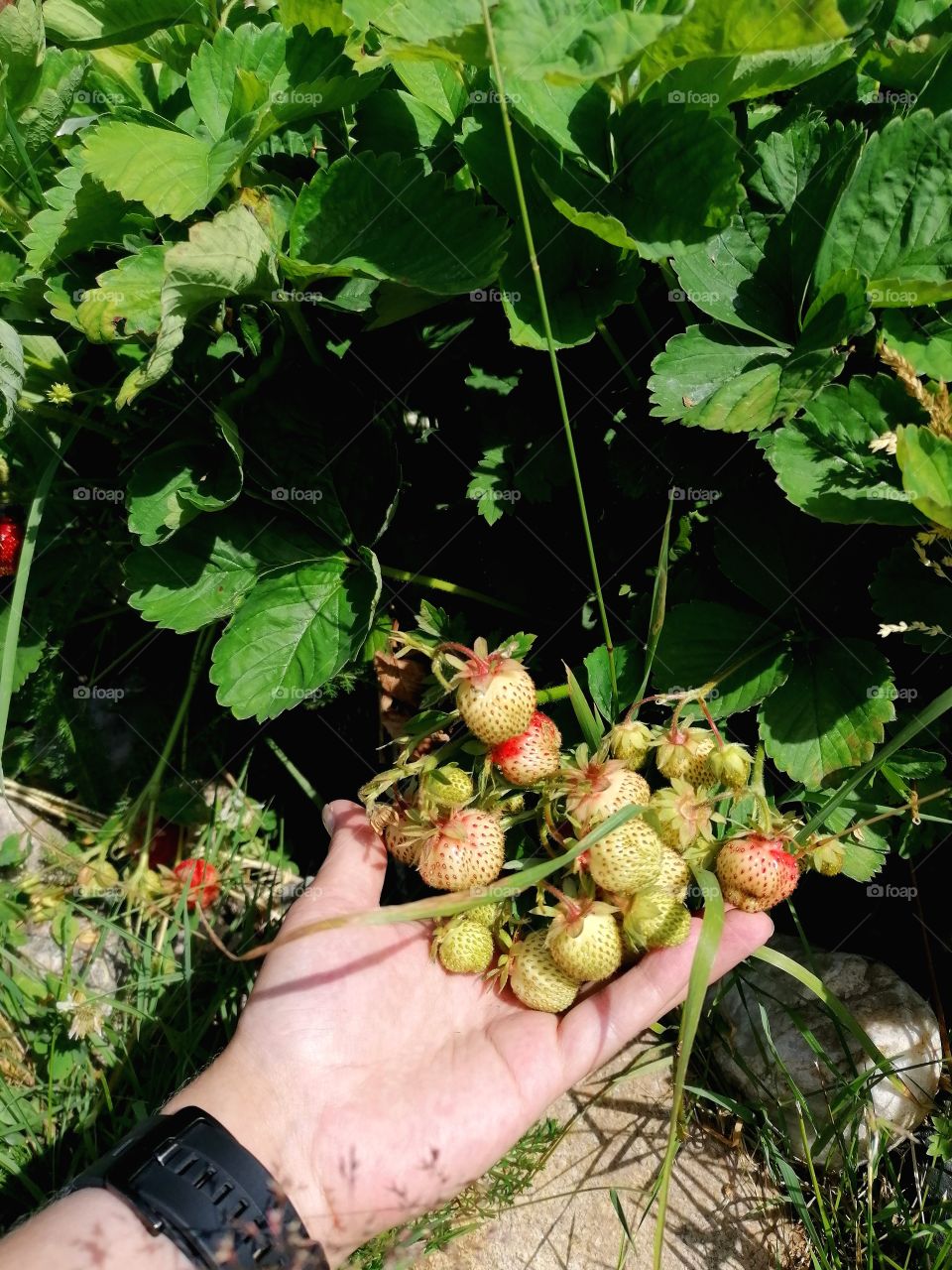 This year we got a very good and sweet strawberry harvest.