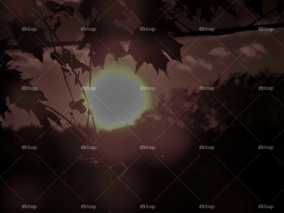 through the foliage the sun sets.