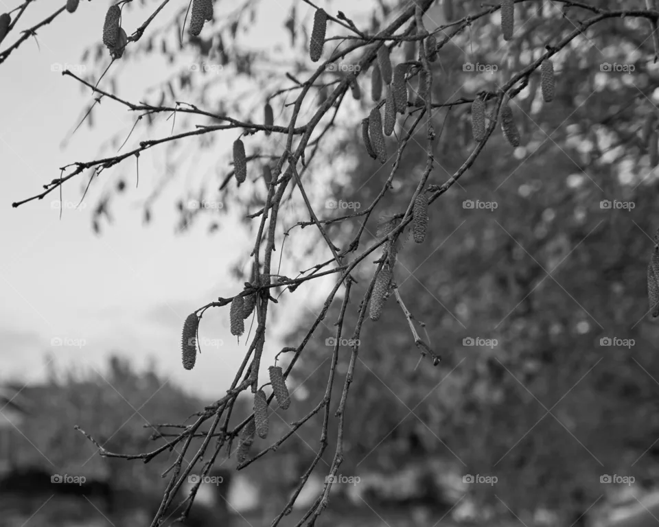 Birch
