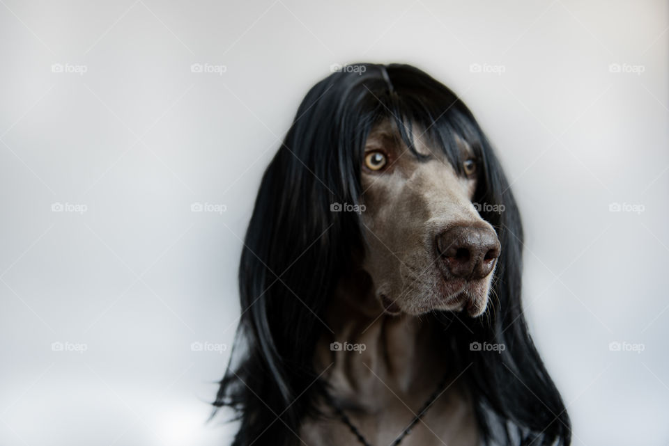 Portrait of a Weimaraner dog wearing a wig