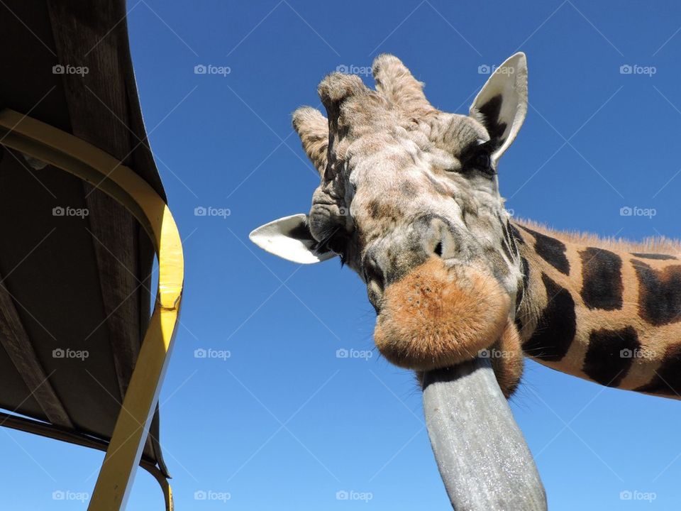 Silly Giraffe