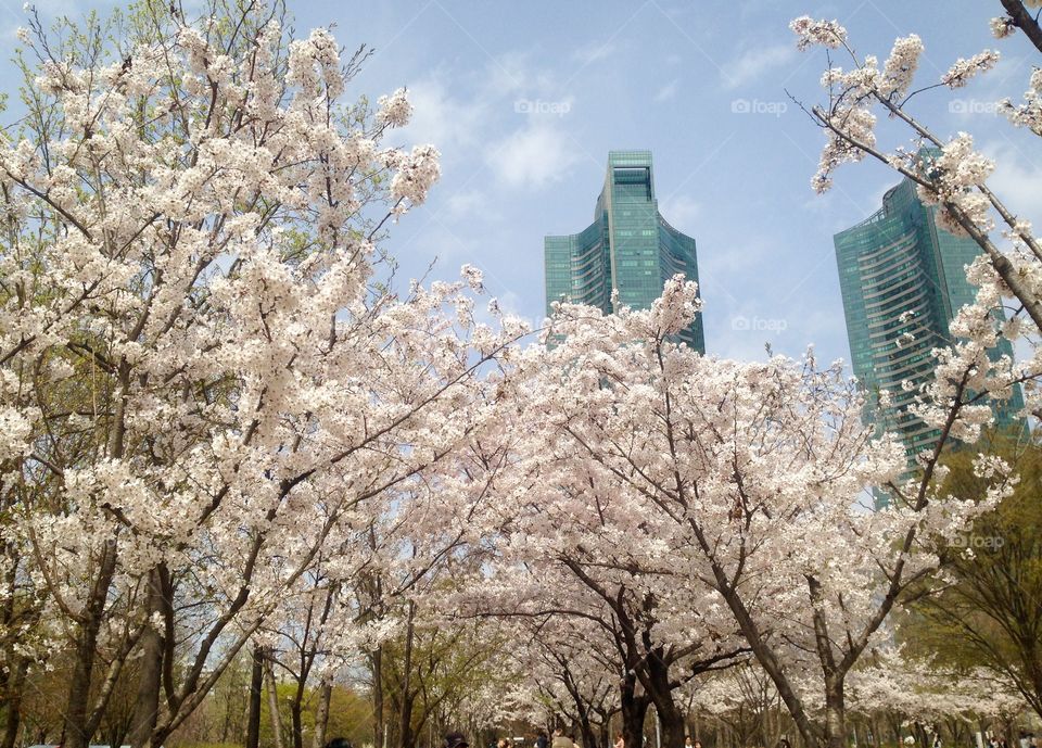 Cherry Blossoms in the City