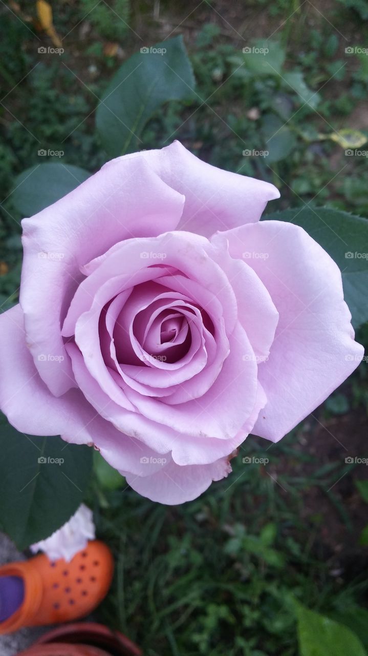 Lila rose