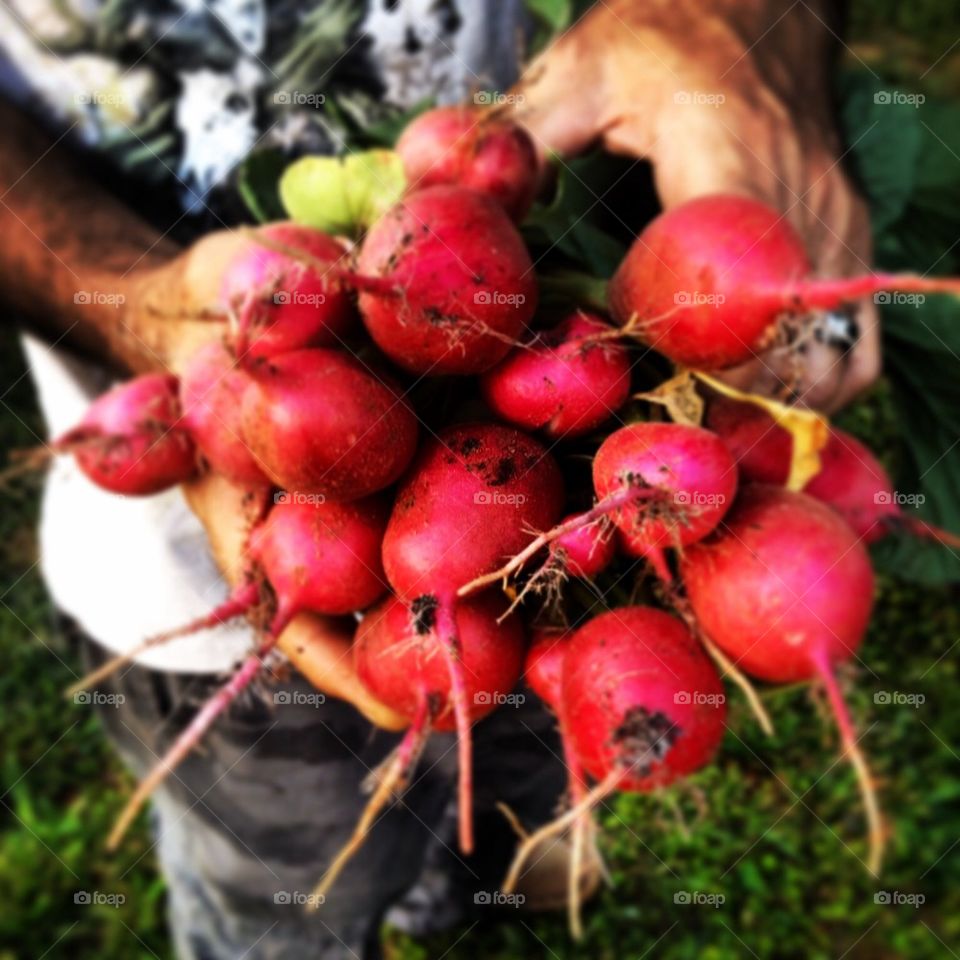 Radish 