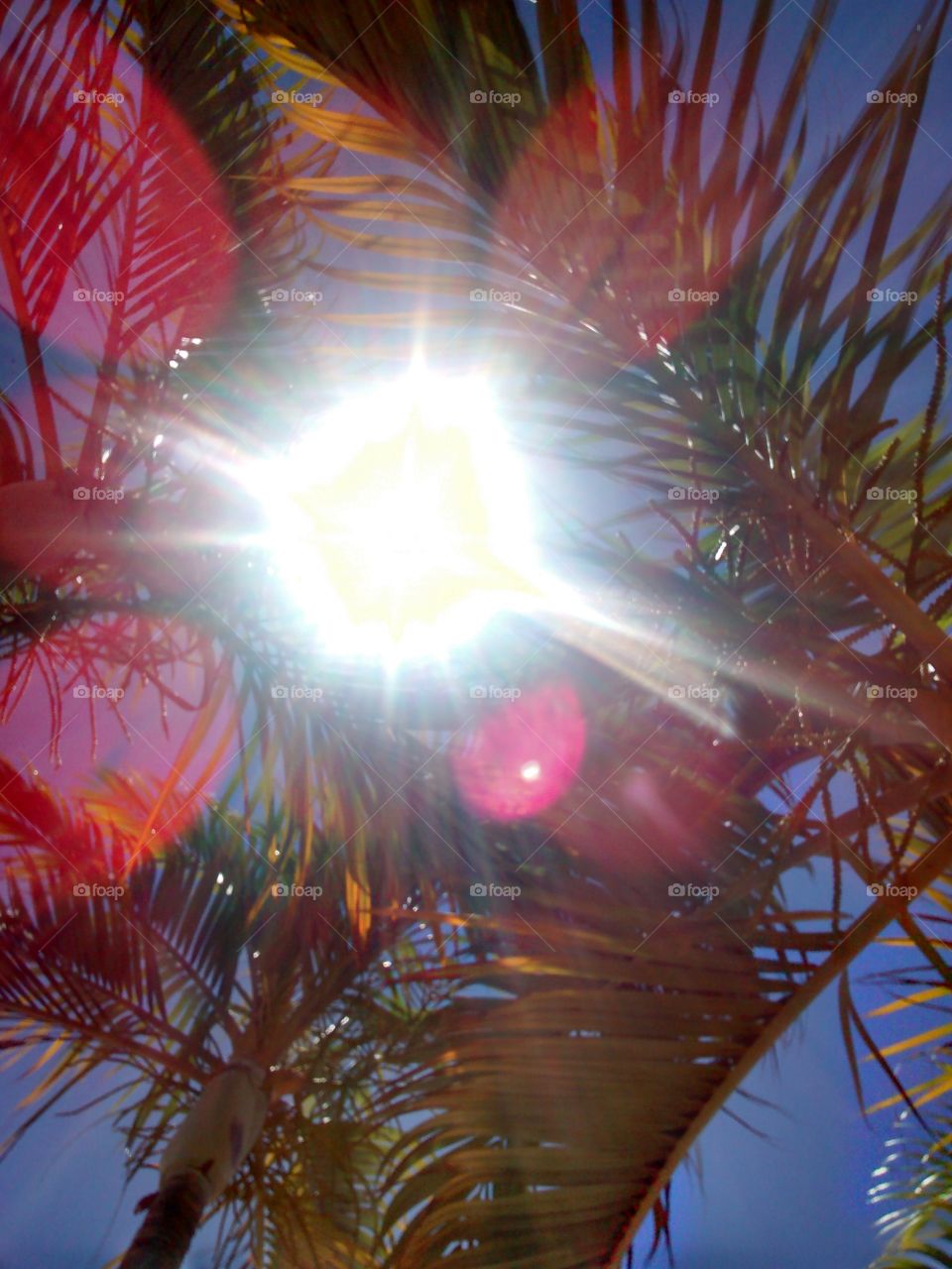 Through the Leaves III