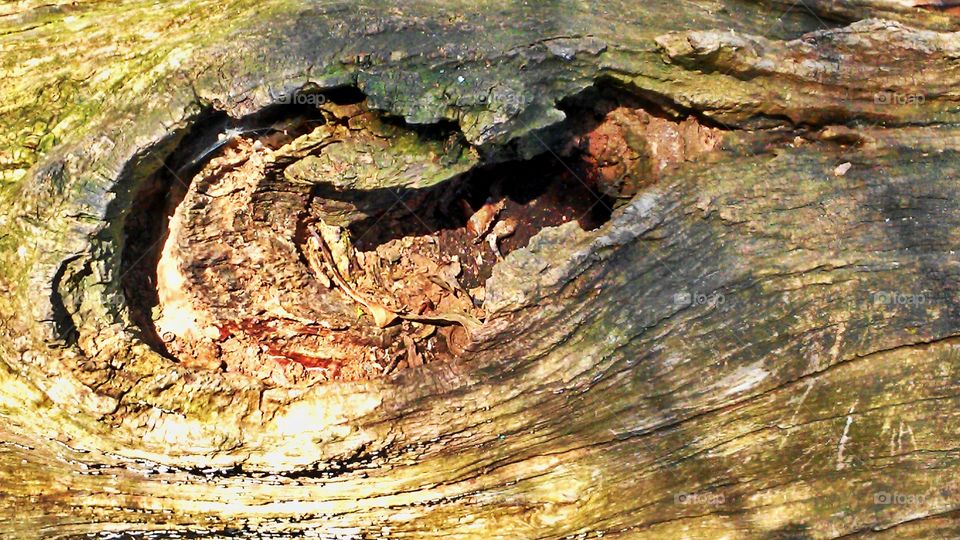 Wood, Nature, Tree, Bark, Log