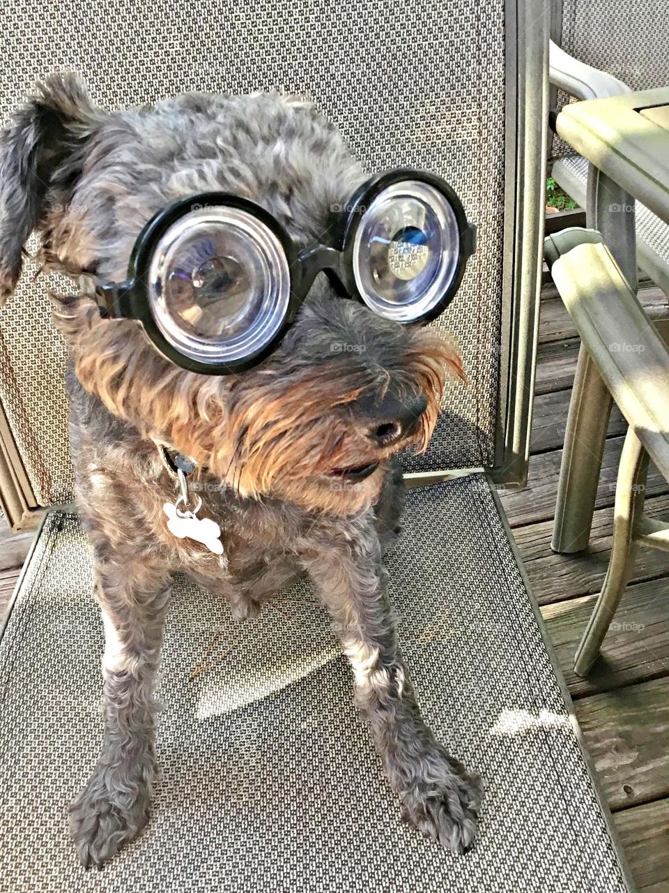 Get in the Halloween Spirt - Dog to have to have fun on Halloween night. Here George, the Schnoodle dog plays the role of a Seeing Eye dog