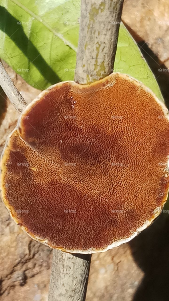 The fungase is very very beautyfull click