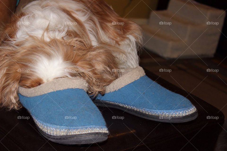 Dog in shoes