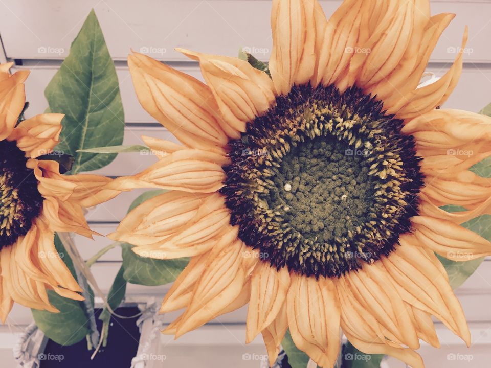 Beautiful sunflower 