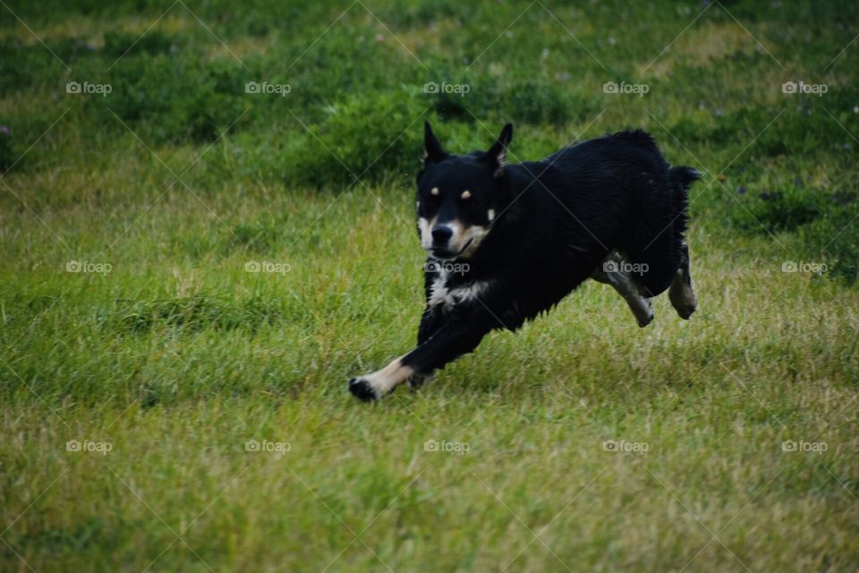 Lana dog on the run 